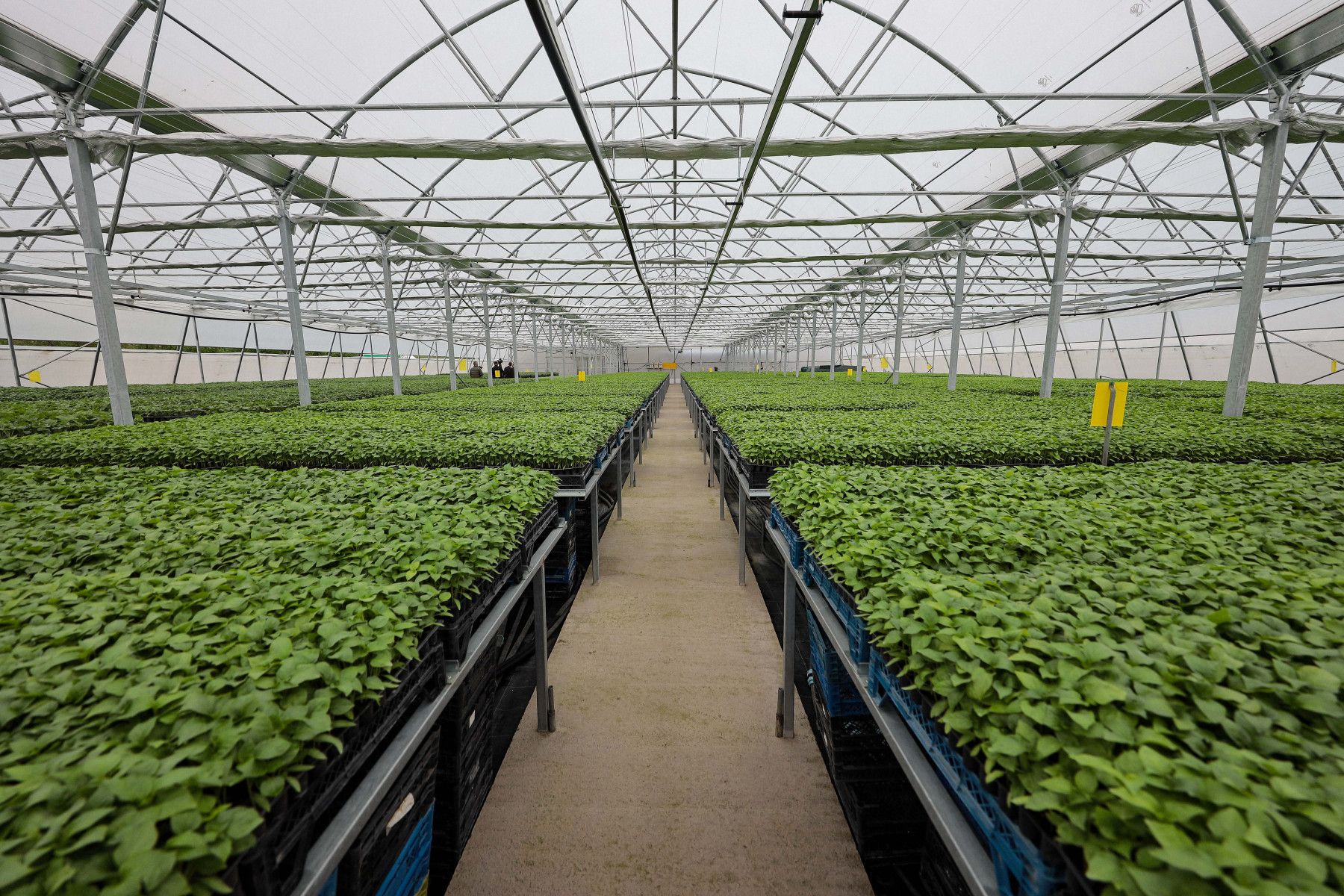 Modernizing vegetable seedling nurseries to empower farmers in Kosovo